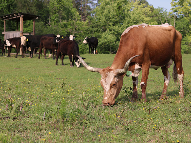 Cattle fever ticks carry a disease that once devastated herds in the 1800s and 1900s. (Photo courtesy BeaJai Merriman)